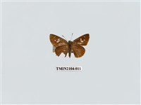 藏品(黑星弄蝶)的圖片